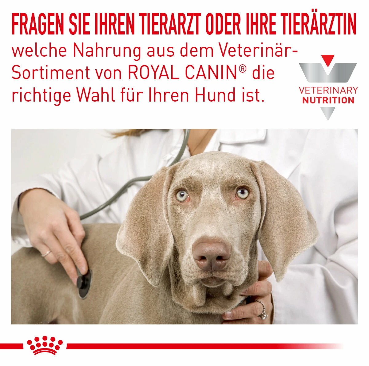 Royal Canin Hypoallergenic Moderate Calorie Trockenfutter Für Hunde 2 Royal Canin Hypoallergenic Moderate Calorie Trockenfutter Für Hunde – Bild 2