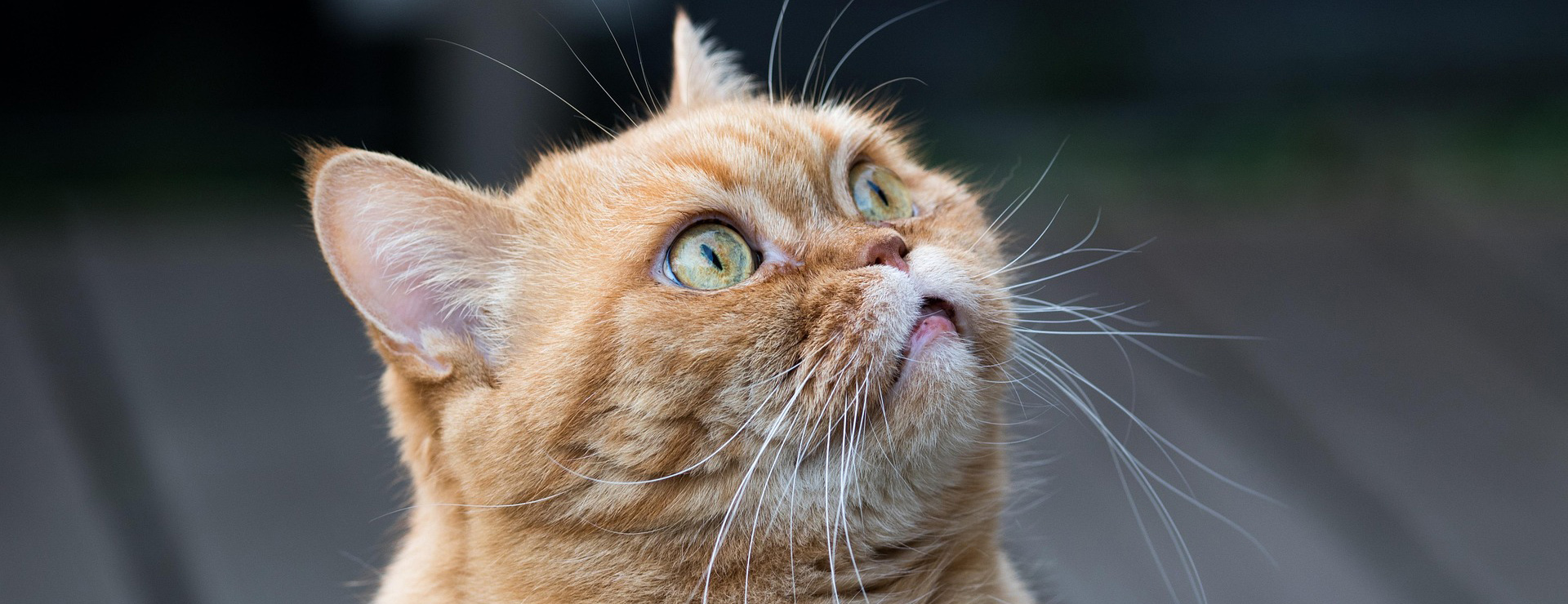 Haustierprodukte 3 Haustierprodukte -Haustierprodukte cat 4098058 1920