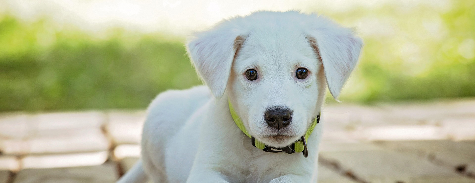 Haustierprodukte 1 Haustierprodukte -Haustierprodukte puppy 1903313 1920